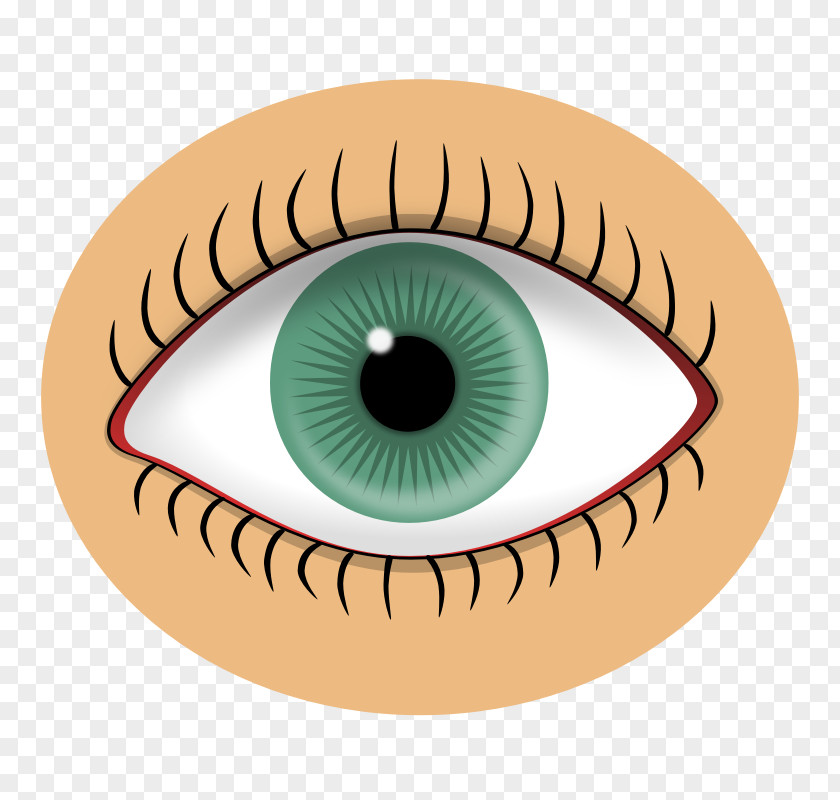 Eye Color Visual Perception Clip Art PNG