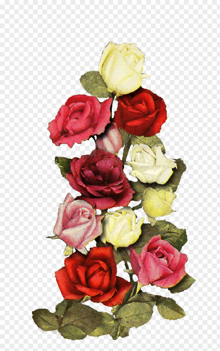 Flower Garden Roses Cabbage Rose Floral Design Cut Flowers PNG