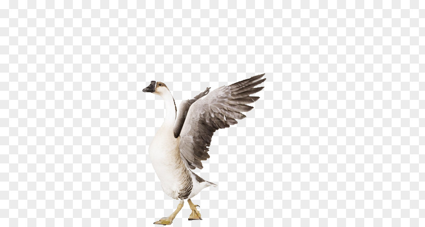 Flying Swan Grey Goose Bird Greylag Cygnini PNG