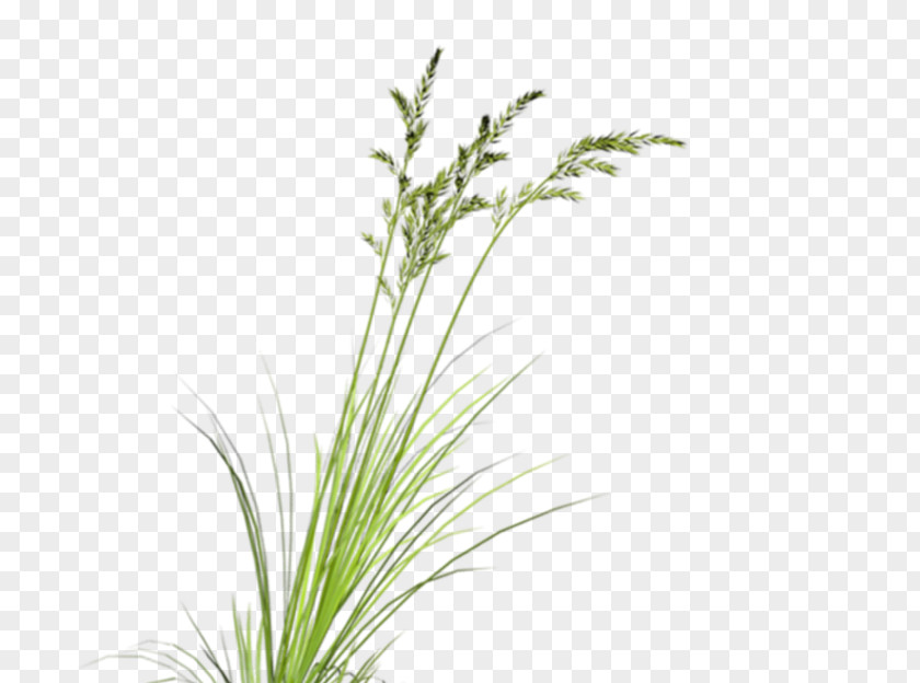 Green Grass Download Plant Google Images Computer File PNG