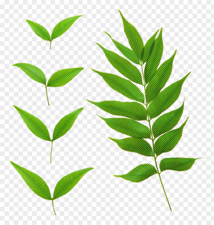 Leaf Plant Flower Tree Woody PNG