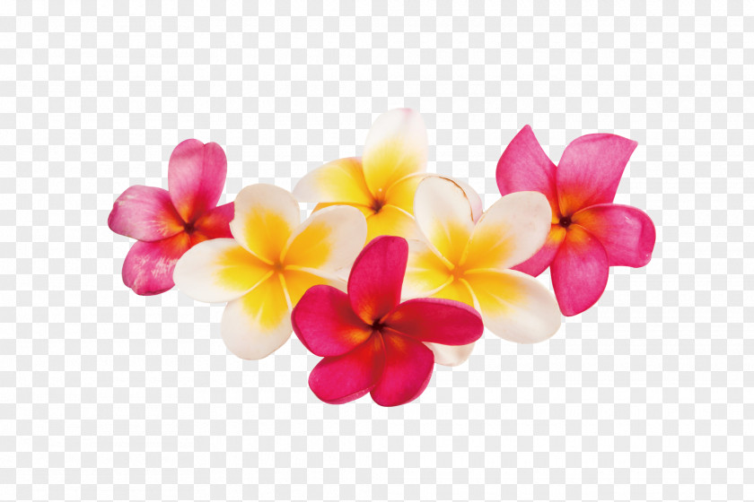 Plumeria Stock Photography Rubra PNG