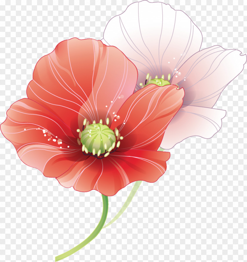 19 Mayis Photography Flower Clip Art PNG