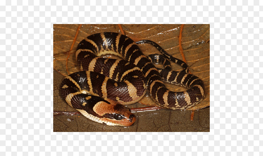 Boa Constrictor Hognose Snake Rattlesnake Kingsnakes Vipers PNG