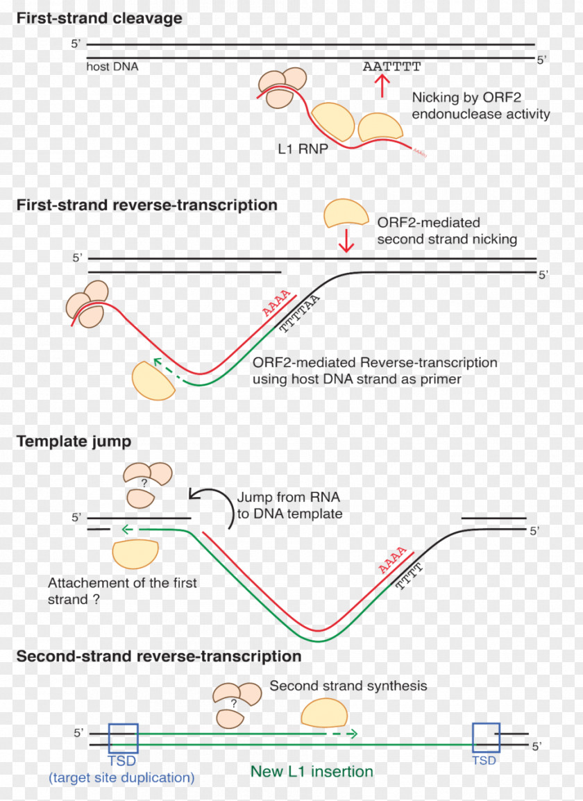 Line Angle Diagram Organism PNG