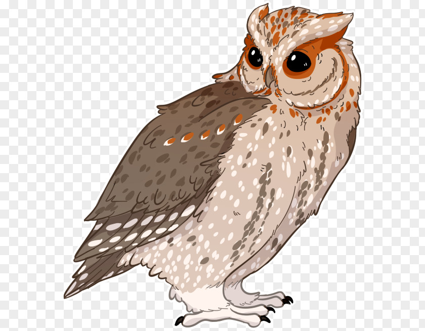 Owl Illustration Fauna Beak Feather PNG