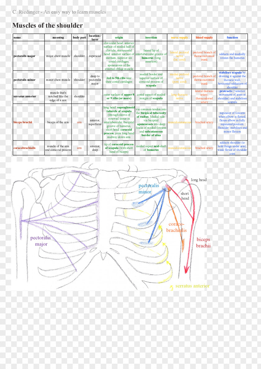 Shoulder Girdle Rotator Cuff Muscle Origin And Insertion PNG