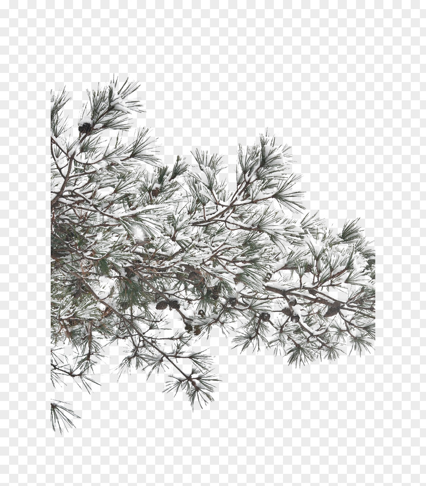 Winter Snow Pressure Trees Tree PNG