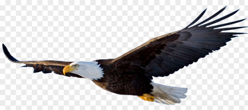 Eagle Flight Bird PNG