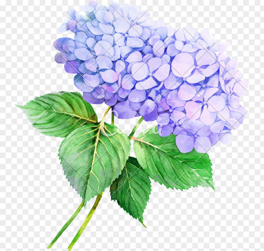 Flower French Hydrangea Watercolor Painting Clip Art Illustration PNG