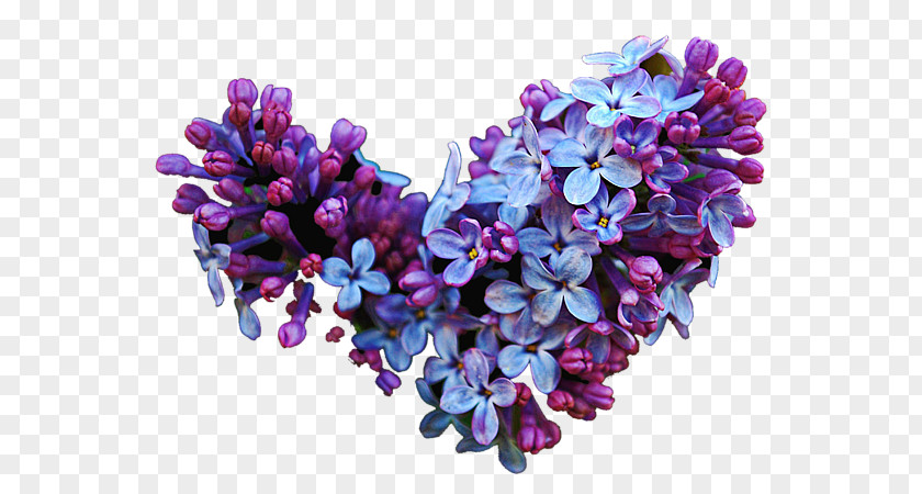 Lilac Cut Flowers Common Lavender PNG