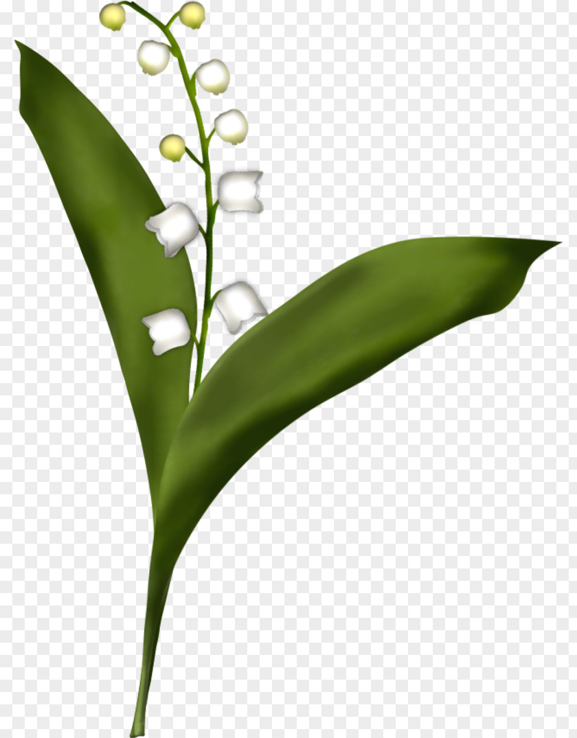 Lily Of The Valley Drawing Desktop Wallpaper PNG