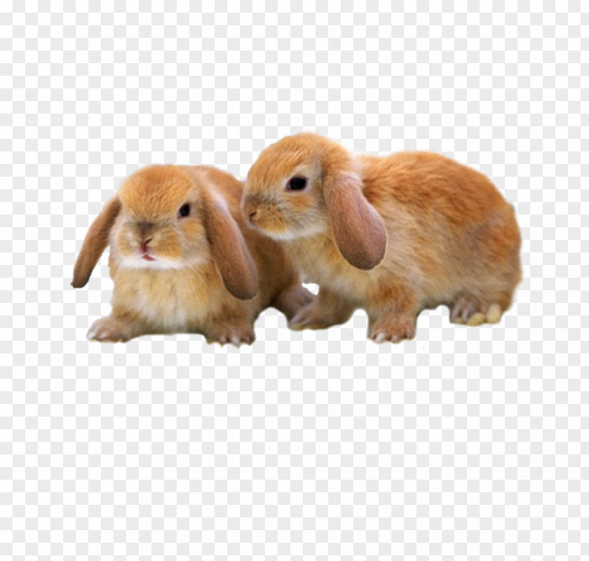 Cute Brown Bunny Mini Lop Rex Holland Netherland Dwarf Rabbit PNG