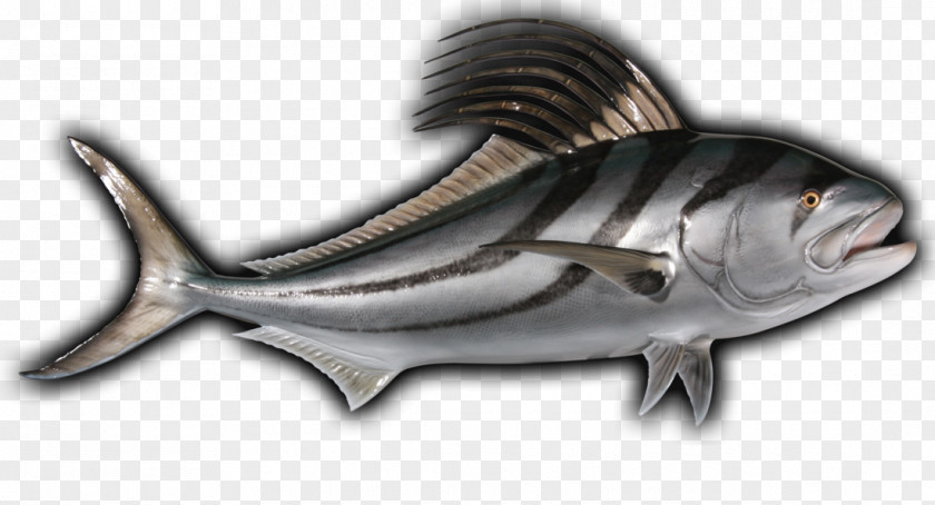 Fish Milkfish Sardine Mackerel Oily PNG