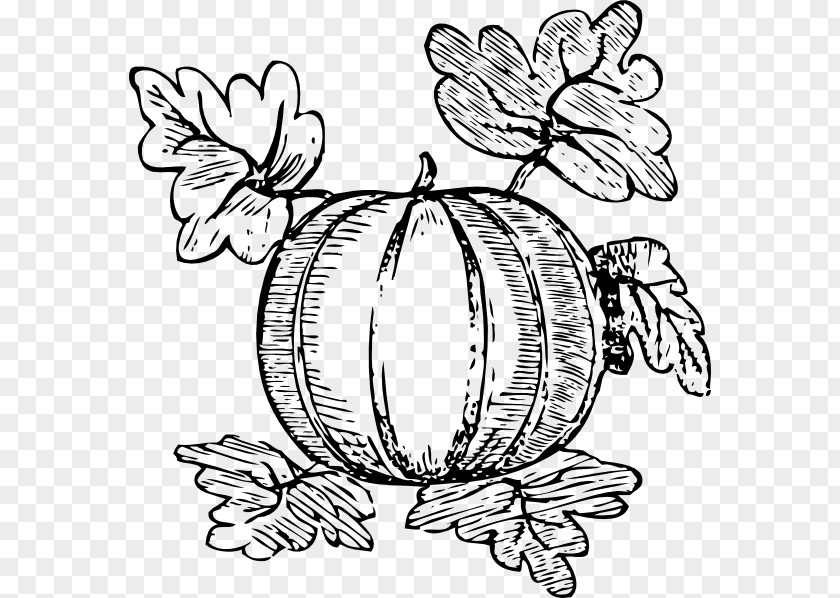 Melon Pumpkin Drawing Clip Art PNG