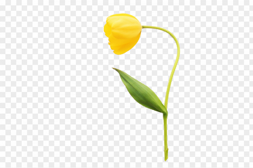 Plant Stem Flower Tulip Petal Yellow PNG
