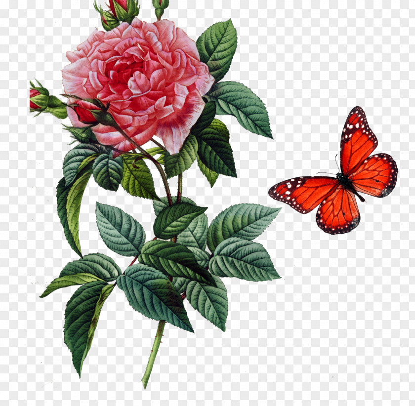 Rose Butterfly Rosa Gallica Damask Centifolia Roses Botany Botanical Illustration PNG