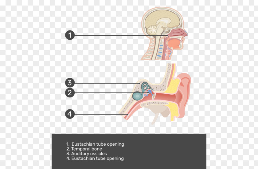 Ear Test Eustachian Tube Middle Pharynx Anatomy PNG