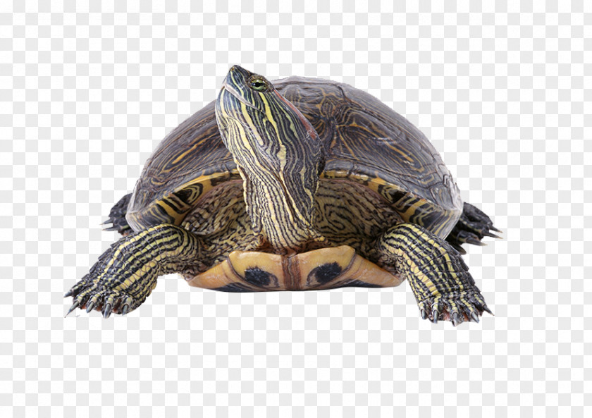 Header Turtle Reptile Filter Wallpaper PNG