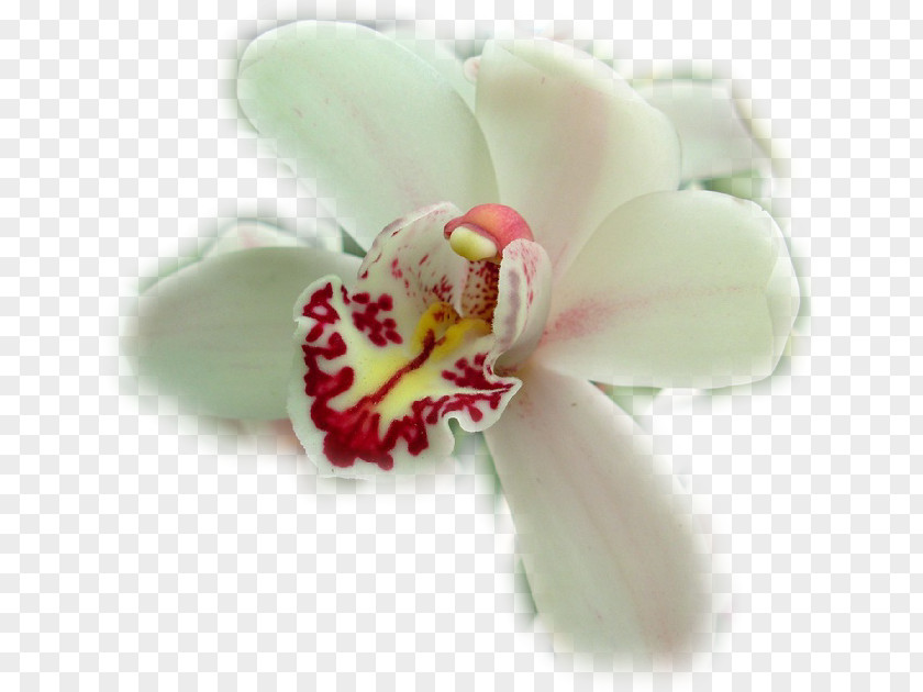 Moth Orchids Cattleya Cut Flowers Diary PNG