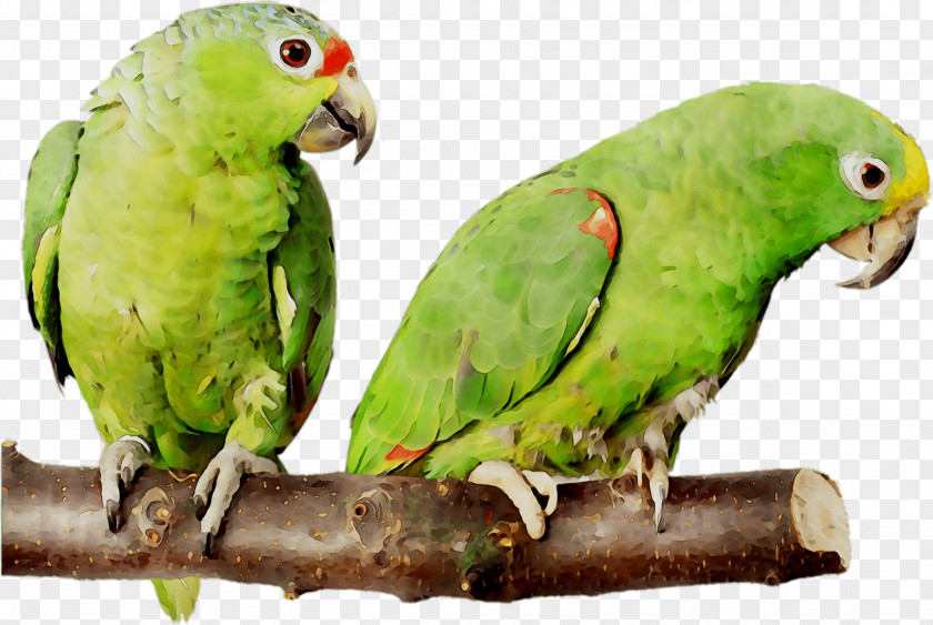 Budgerigar Lovebird Parakeet Minsk Pet PNG