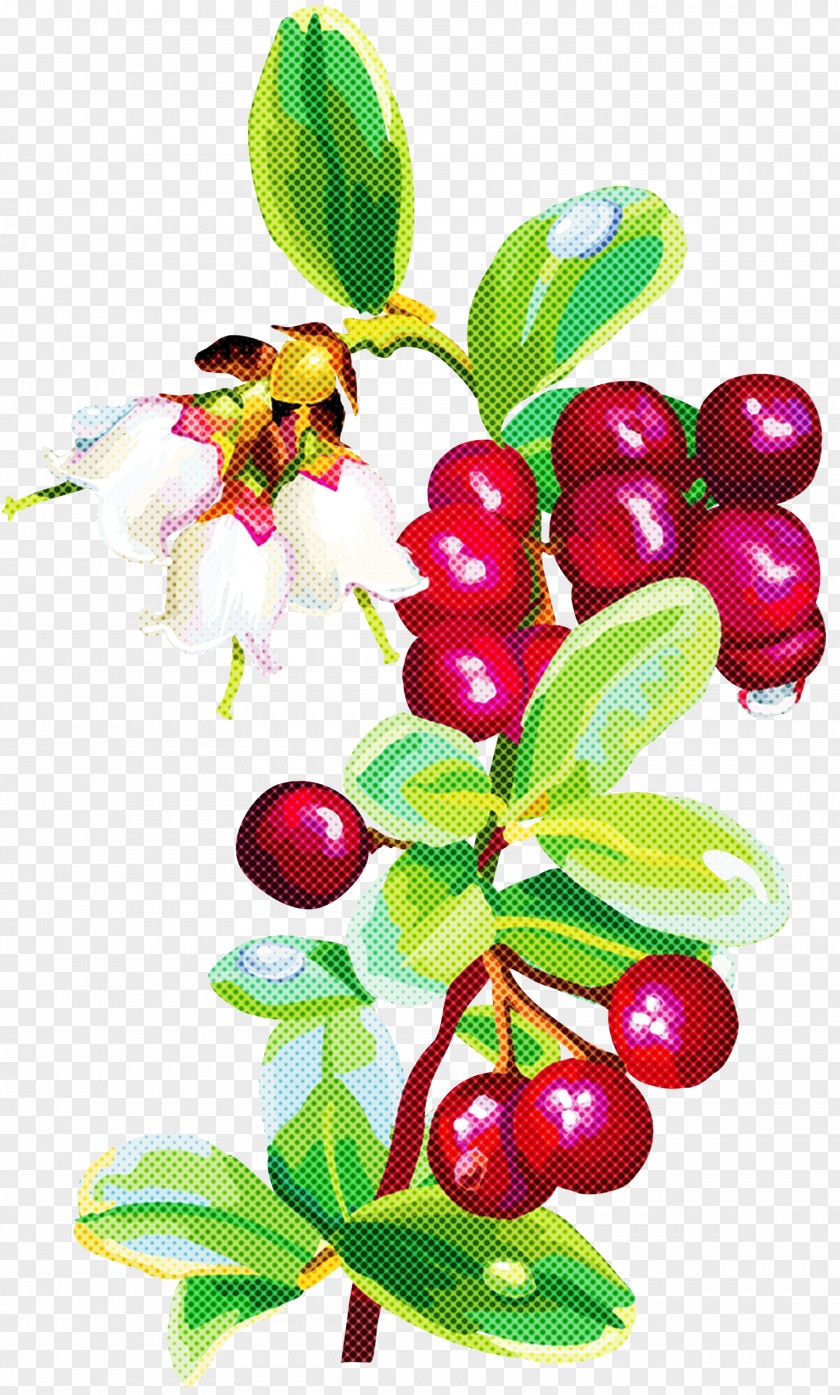 Cranberry Tree Flower Plant Berry Lingonberry Flowering PNG