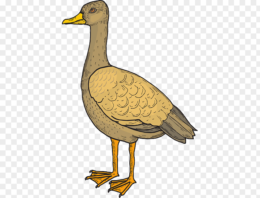 Duck Goose Bird Beak Cygnini PNG