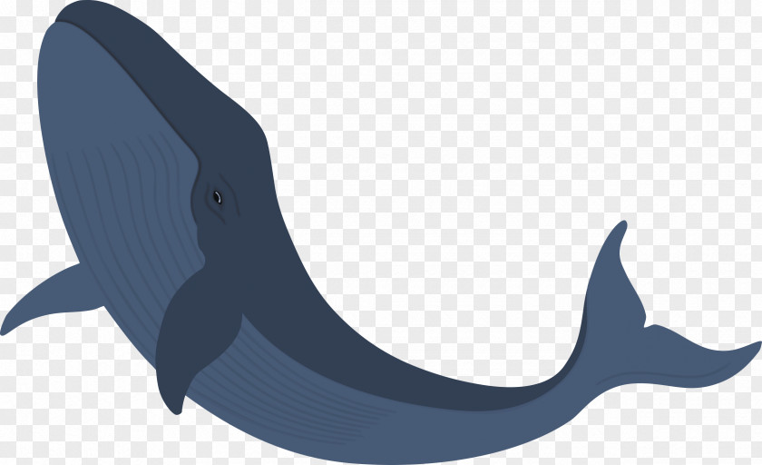 Fin Hammerhead Shark Background PNG