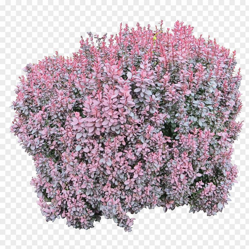 Perennial Plant Groundcover Pink Flower Cartoon PNG