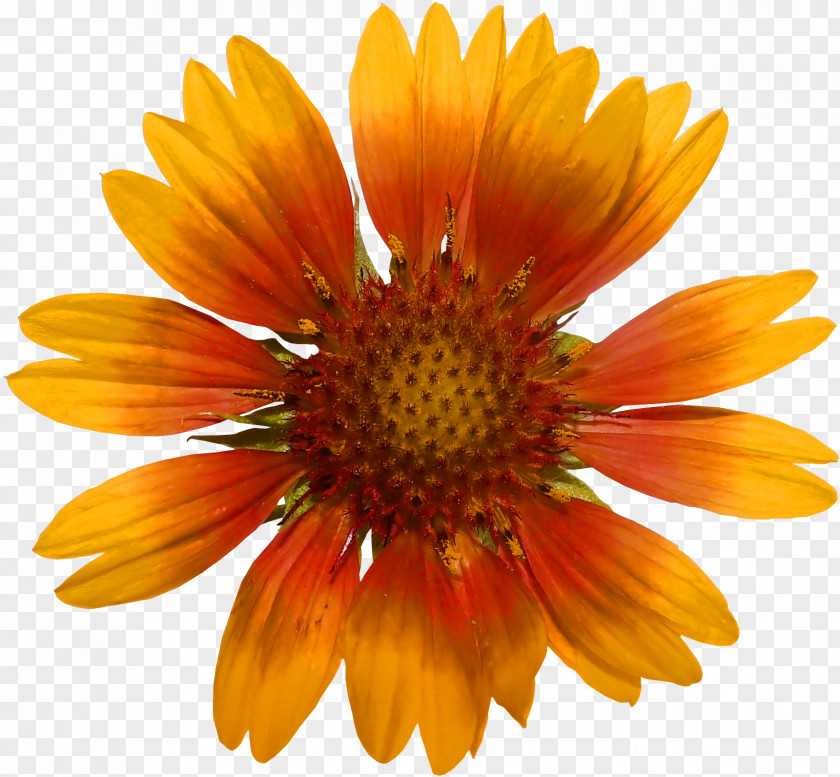 Sunflower Blanket Flowers Seed Common Daisy Coneflower PNG