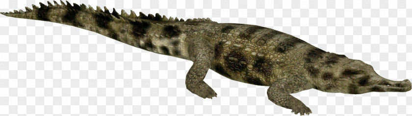 False Gharial Crocodiles Alligators Tyrannosaurus PNG