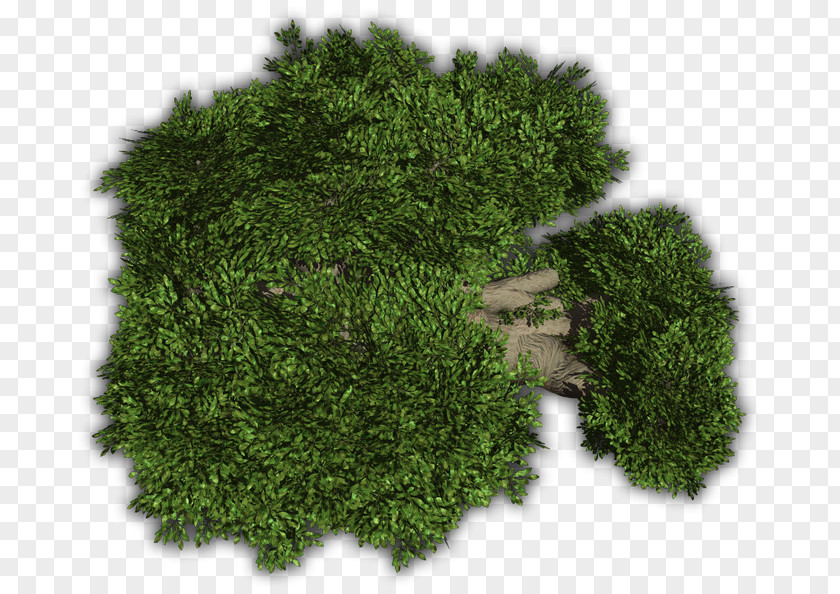 Tree Vegetation Evergreen Groundcover Shrub PNG