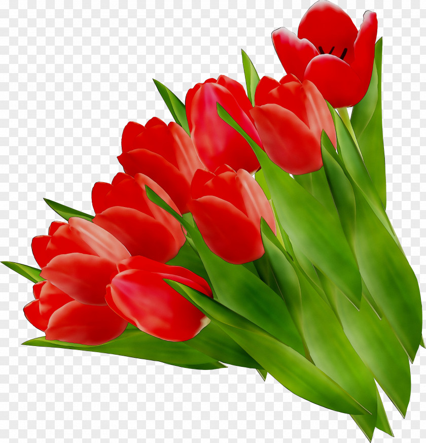Tulip Cut Flowers Floristry Flower Bouquet PNG