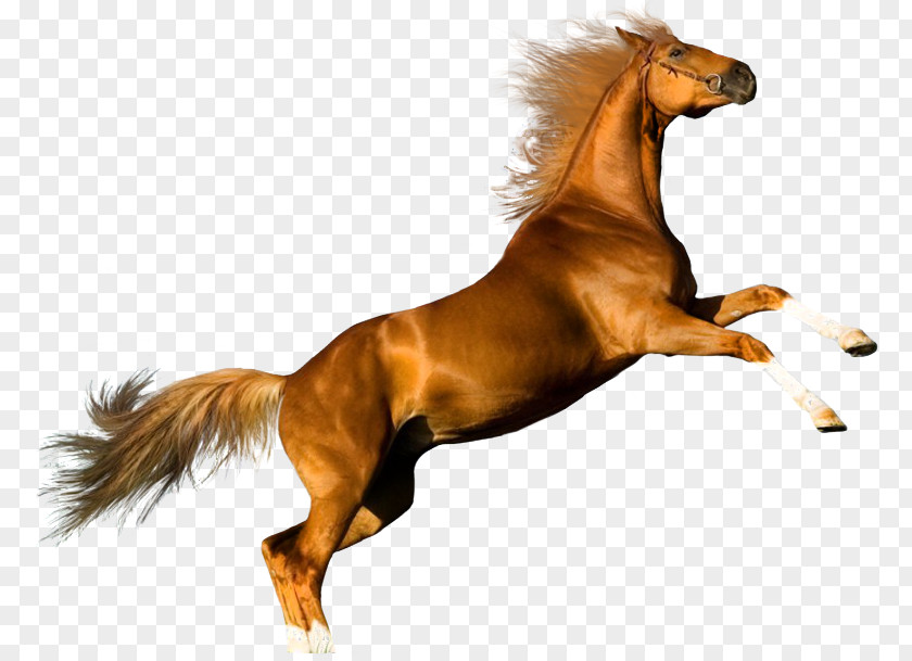 Arabian Horse Shire Desktop Wallpaper PNG