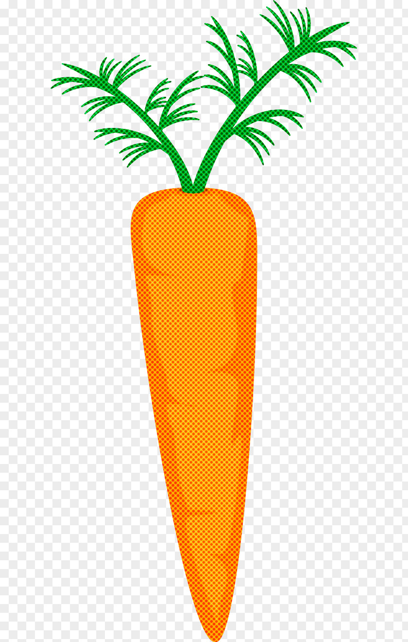 Carrot Root Vegetable Wild Plant PNG