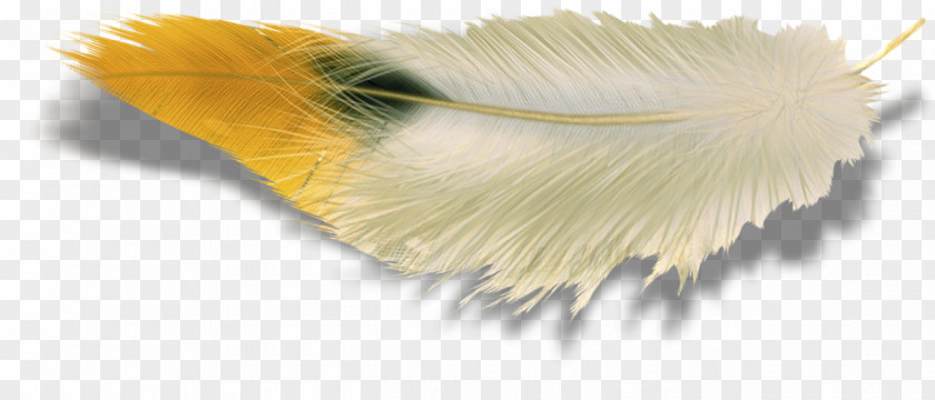 Feather Wing Photography Clip Art PNG
