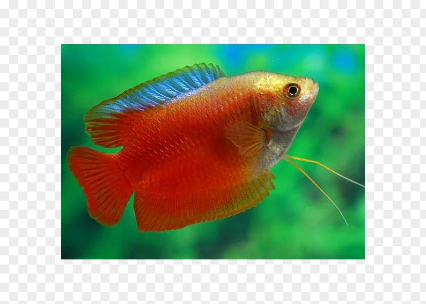 Fish Dwarf Gourami Honey Aquarium Banded Cichlid PNG