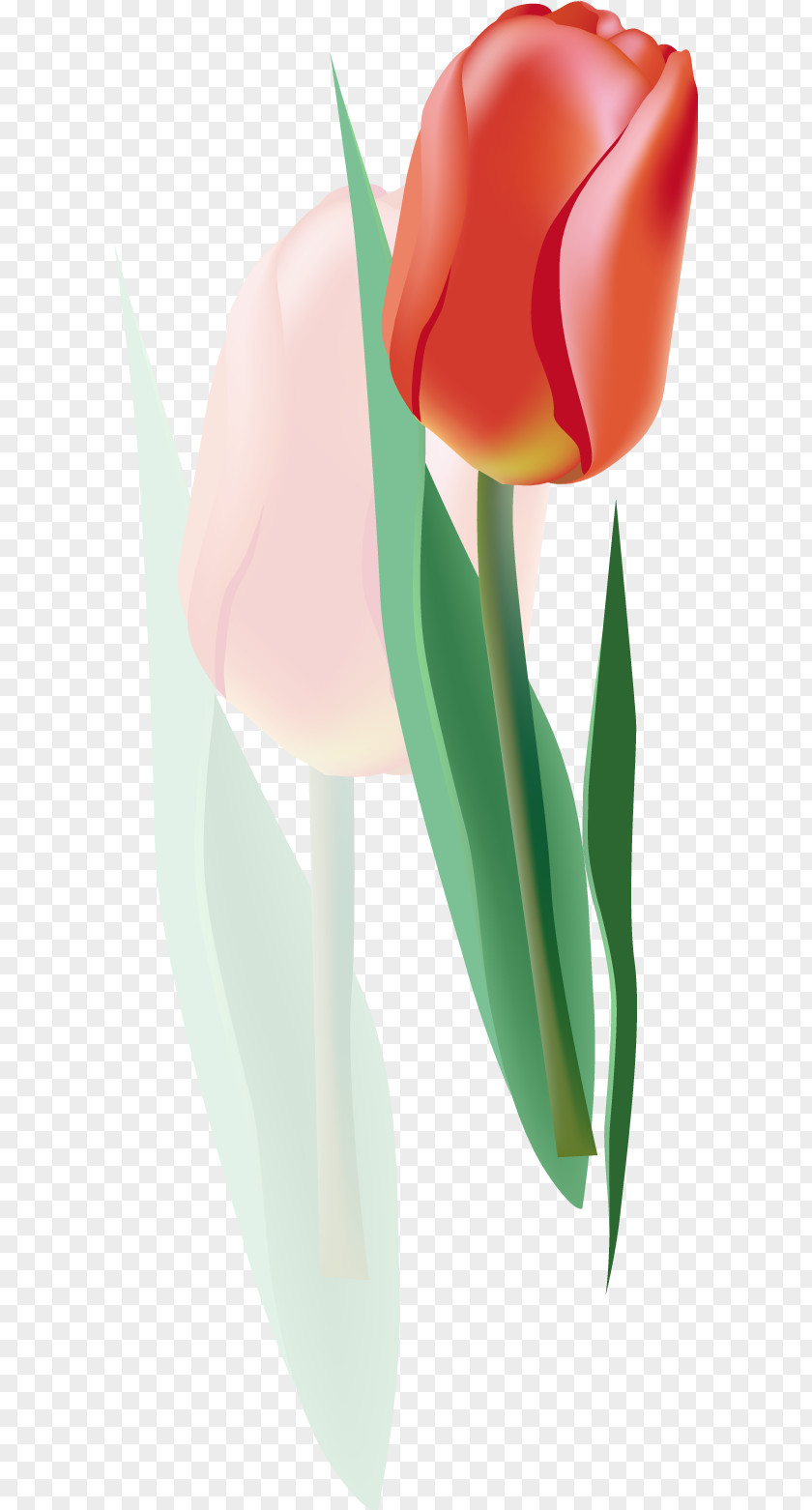 Vector Tulip 6 Euclidean Flower PNG