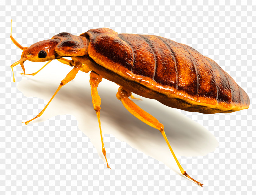 Bugs Insect Cockroach Termite Bed Bug Rodent PNG