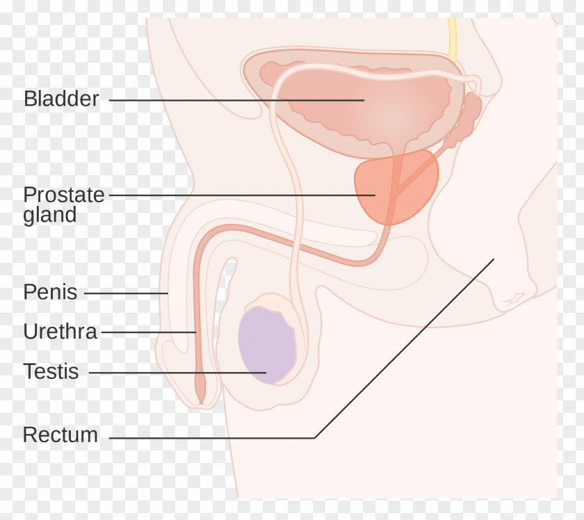 Ear Prostate Cancer Gland Prostatitis PNG