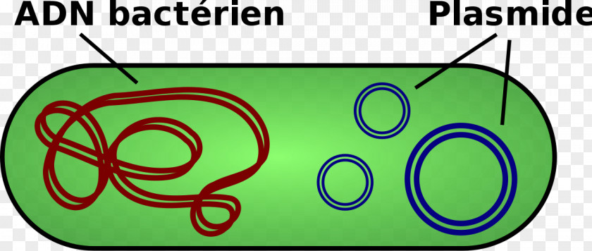 Genetics Of Bacteria Plasmid Nucleoid DNA PNG