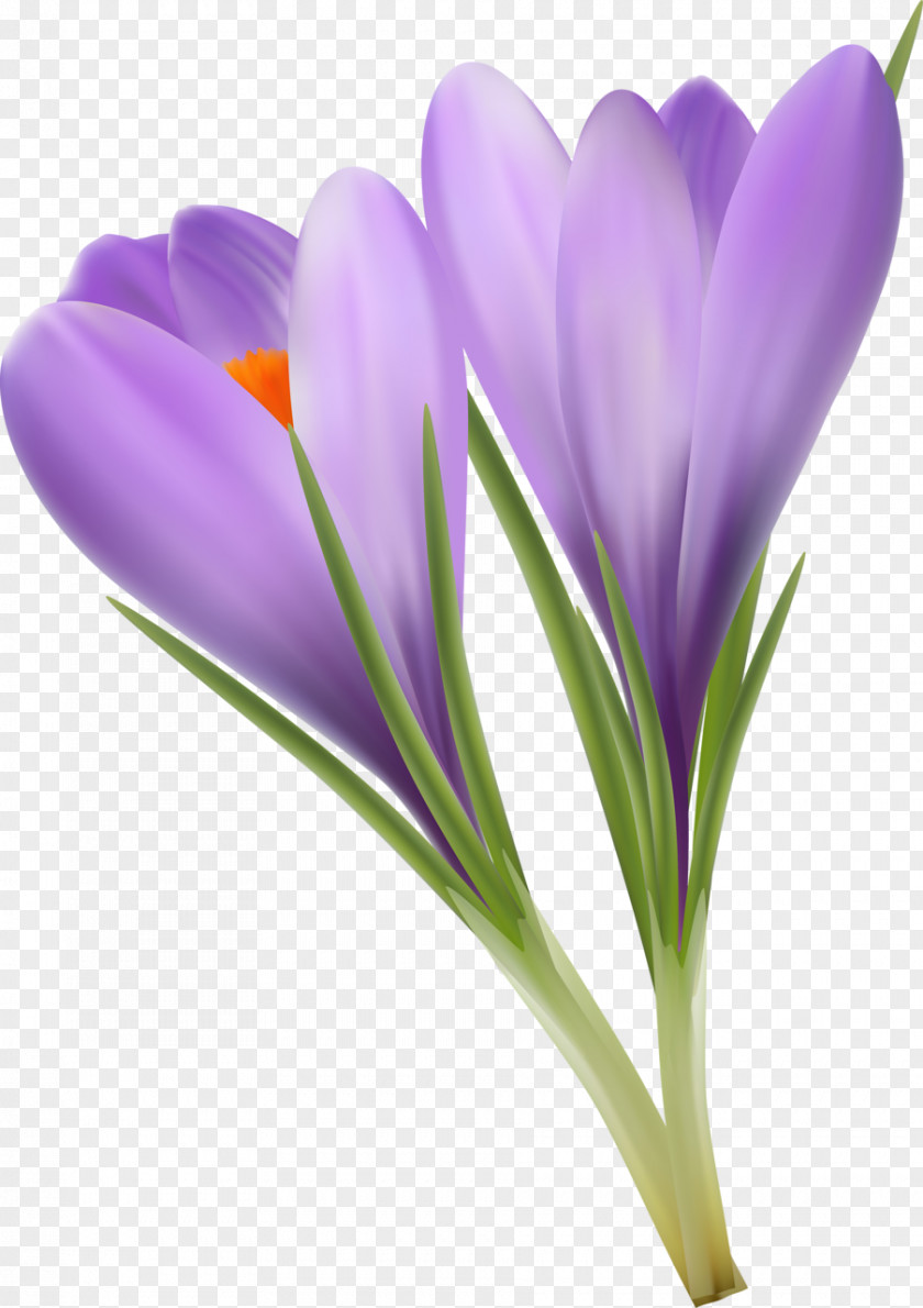 Saffron Crocus Flavus Vecteur Gratis PNG