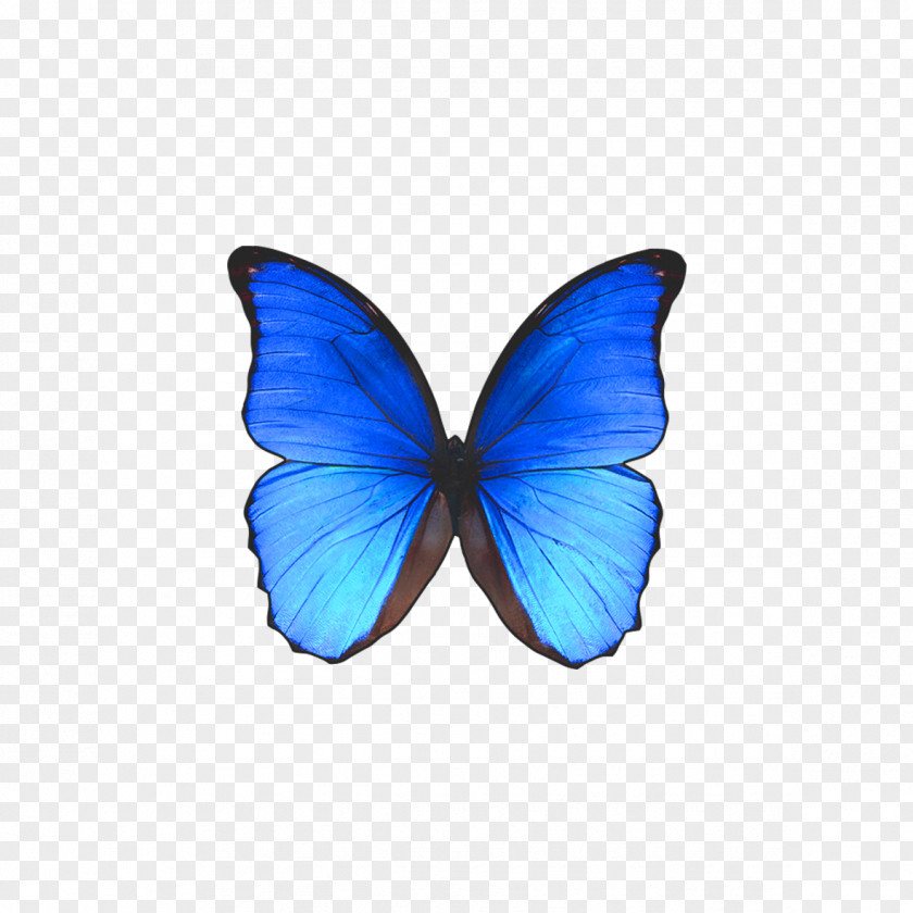 Blue Butterfly Shape Rio De Janeiro Morpho Didius PNG