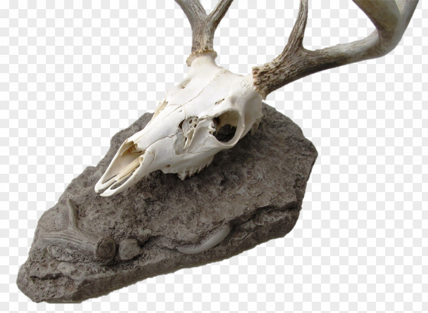 Deer Skull Mounts Antler Antelope PNG