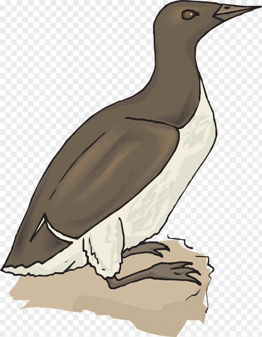 Duck Goose Bird Clip Art PNG