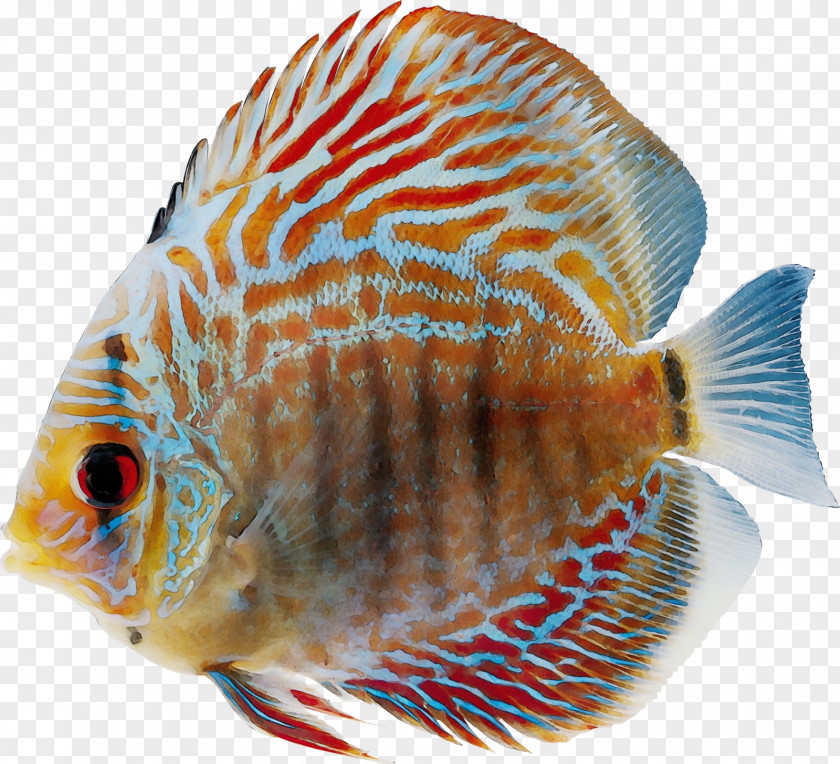 Freshwater Aquarium Coral Reef Fish PNG