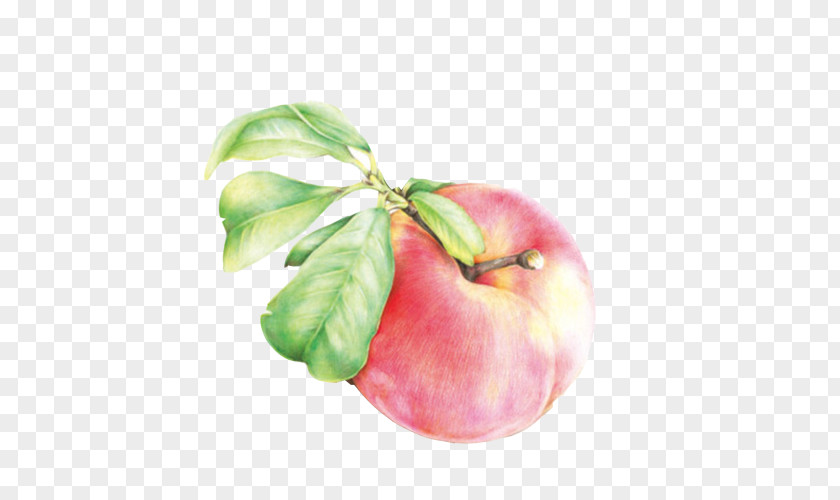 Peaches Hand Painting Material Picture Peach PNG
