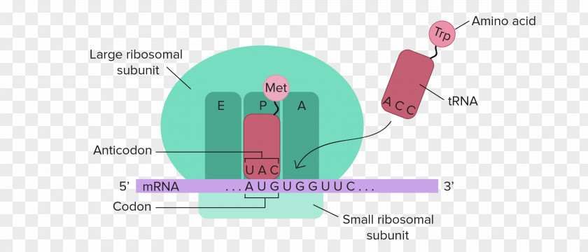 RNA And Protein Synthesis Translation Transcription DNA PNG