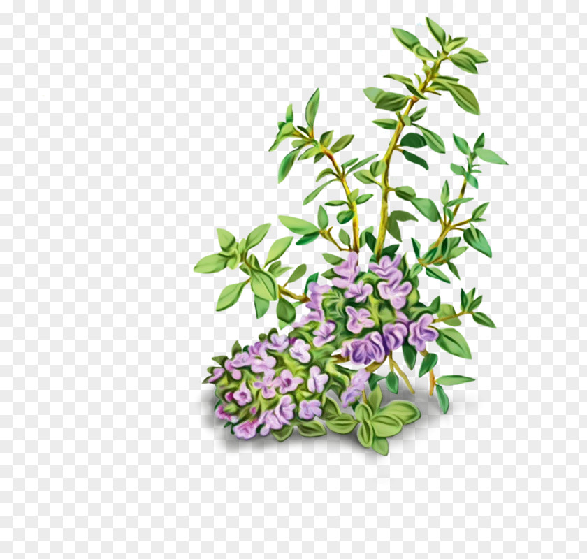 Subshrub Buddleia Flower Plant Lilac Breckland Thyme Branch PNG