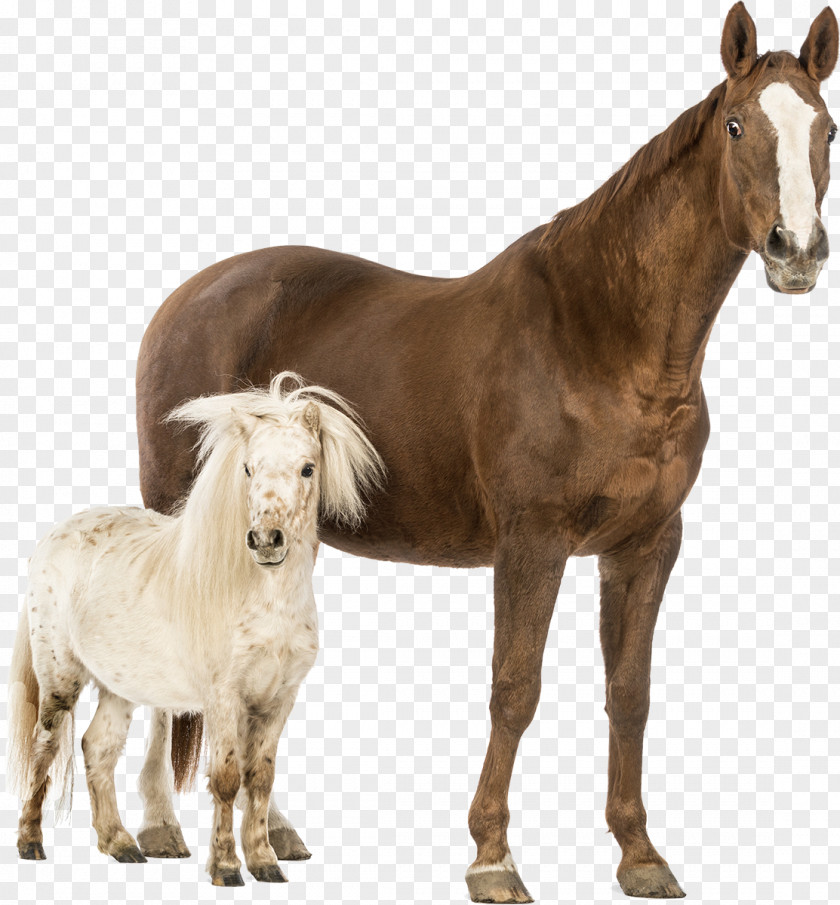 Whitehorse American Miniature Horse Shetland Pony Friesian Boulonnais PNG